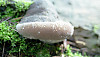 Red-belted Polypore